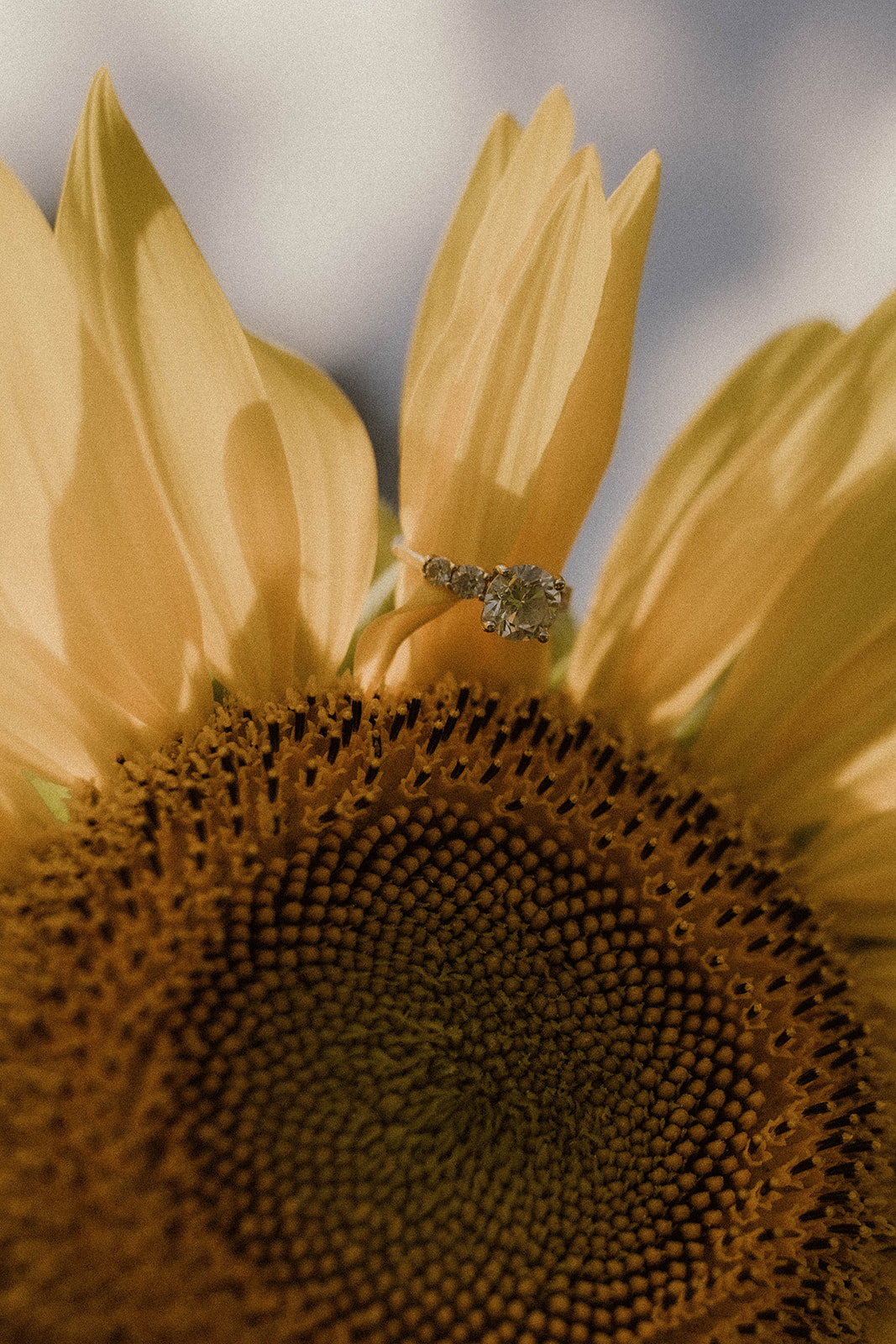 Elegant engagement ring placed carefully on a sunflower for a photoshoto.