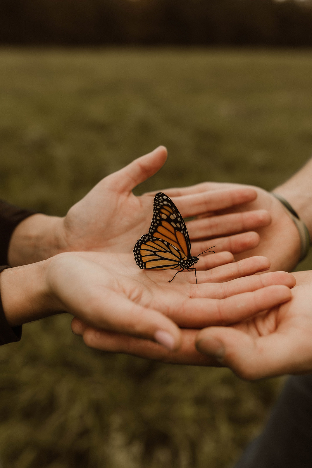 Stunning monarch butterfly lands on a couples hands during their dreamy upstate New York autumn engagement photoshoot