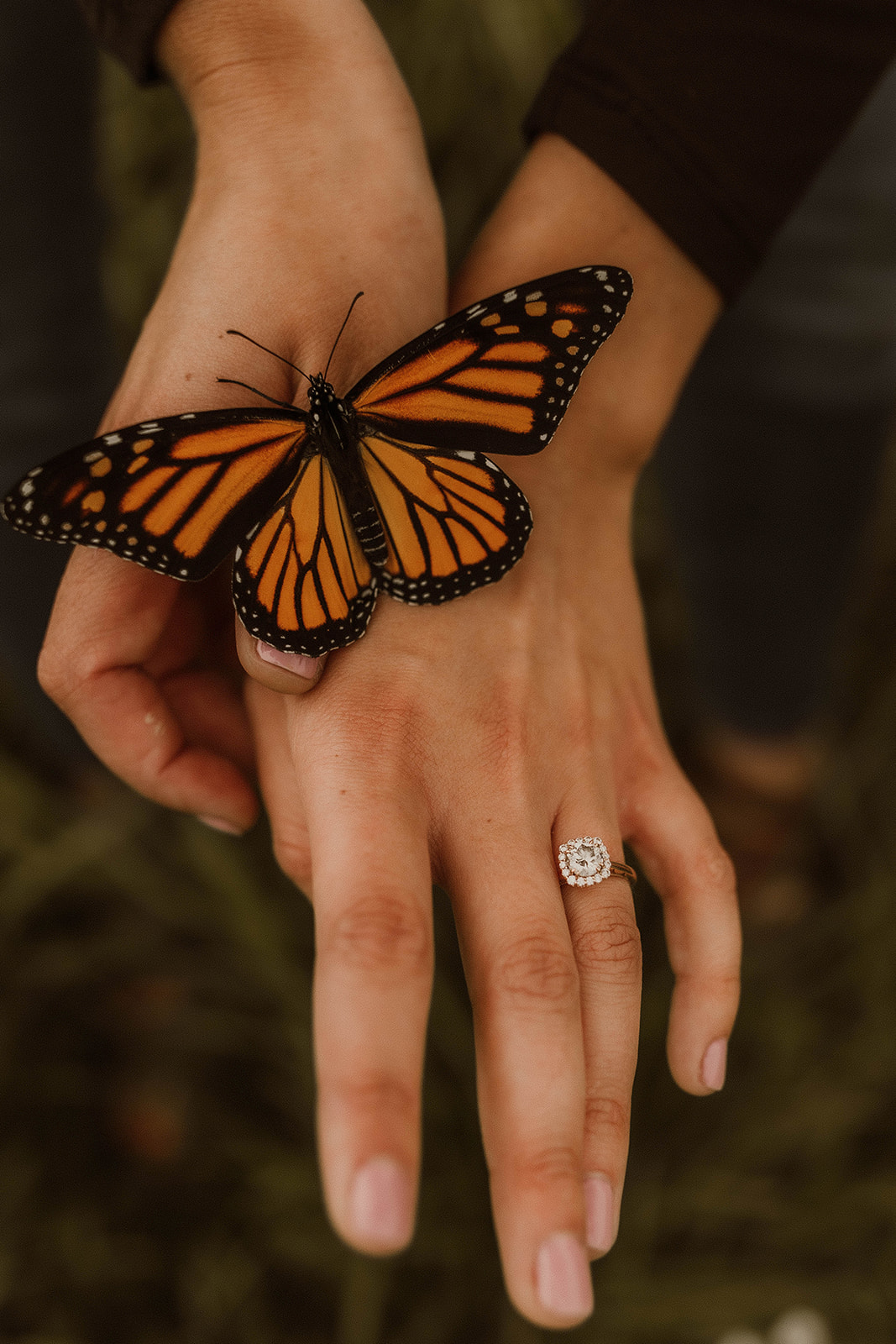 Stunning monarch butterfly lands on a couples hands during their dreamy upstate New York autumn engagement photoshoot